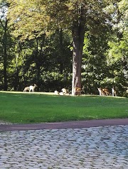 Société du Parc des Forgets