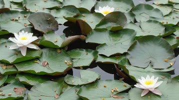 Lacs de Cournères