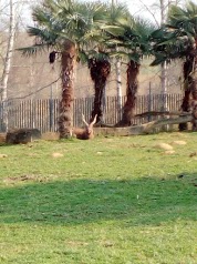 Zoo d'Asson