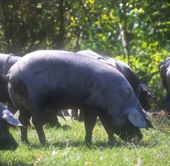 Elevage GRAU - Porc Noir de Bigorre