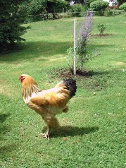 La Ferme aux Colverts