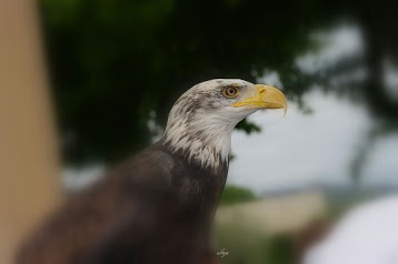 Parc Animalier Les Aigles du Verdon