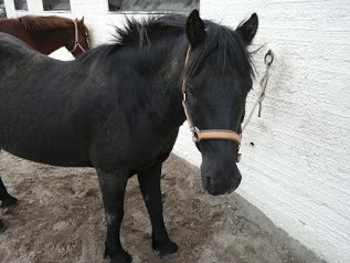 Pony Club De Bazas