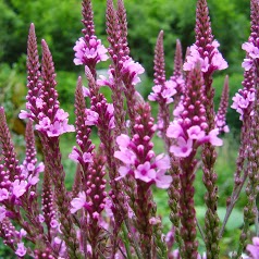 Les Amis du Jardin