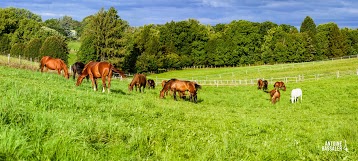 Les Haras Nationaux