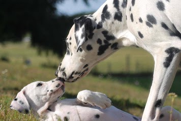 les dalmatiens du moulin de l'age