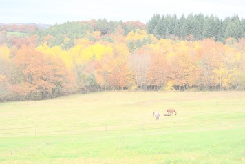 Le Haras de l'Ardisiere