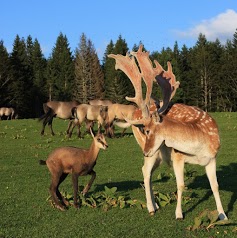 Parc Polaire