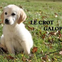 golden retriever du crot galop