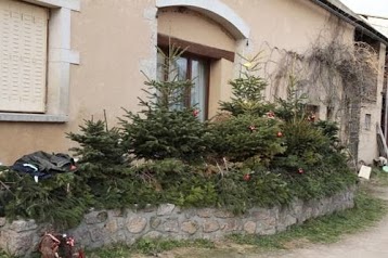 Sapins de Noël Colliette