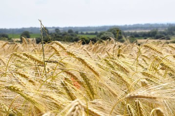 Le Site Des Sarthois