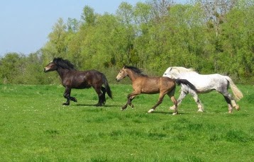 Club Equestre de l'Armançon