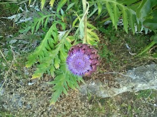 coquille de bois