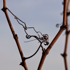 CHAMPAGNE PIOLLOT PERE ET FILS