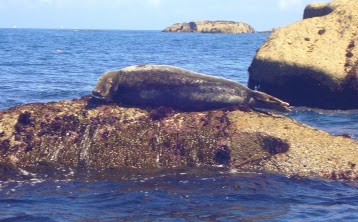 Centre Nautique de Brignogan Plages