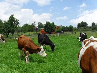 La Ferme Des Genets