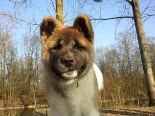 Controldog & Ecole du chiot d'Asfeld