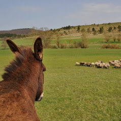 Ferme de l'âne Eria