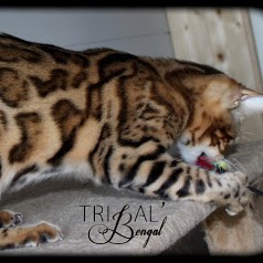 Chatterie Tribal Bengal