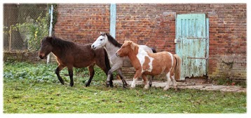 Le Buissonnier Equestrian Center