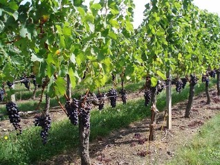 Chambres d'hôtes La Fleur Terrien